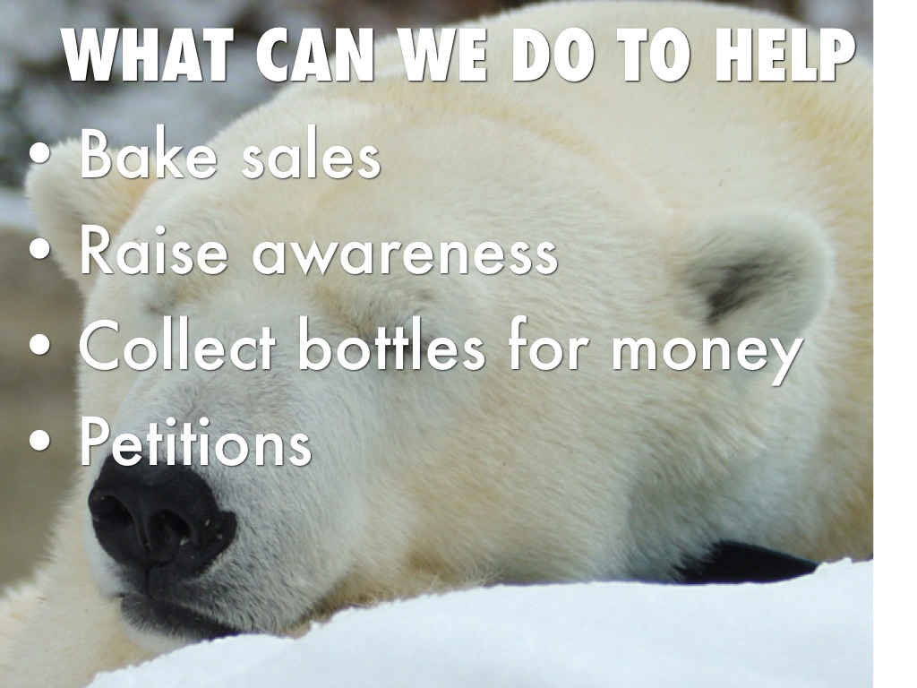 Saving The Polar Bears by Brynn Muhlenbruch