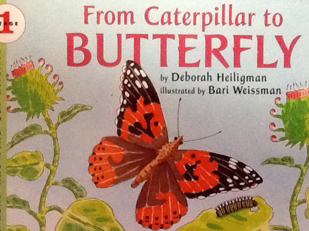 From Caterpillar To Butterfly