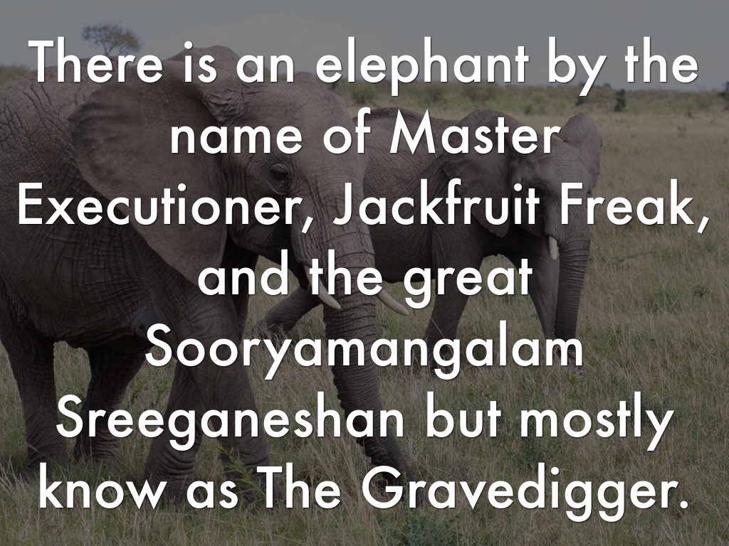 The Tusk That Did The Damage by Felicity Paschen