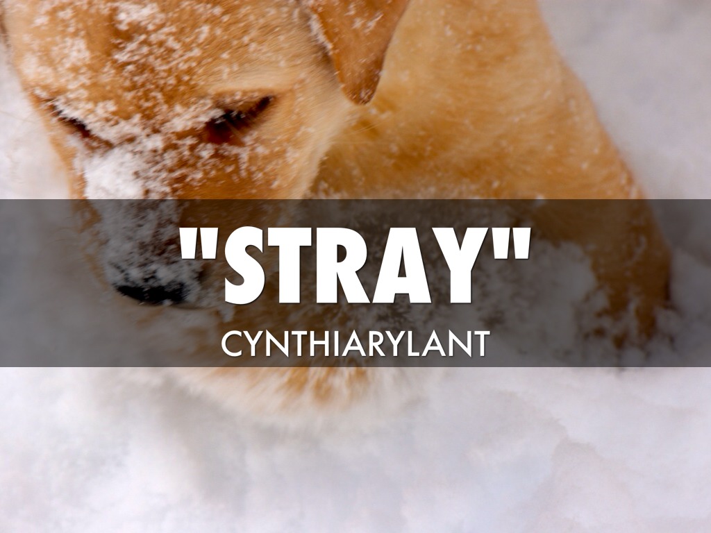 "stray"