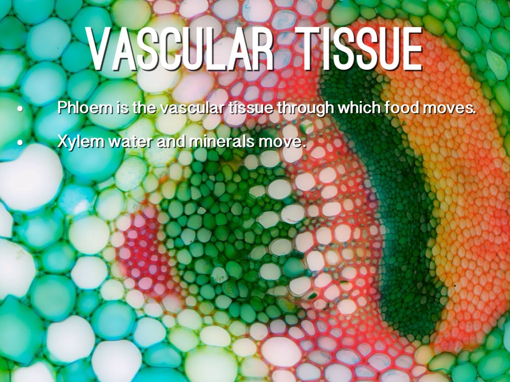 vascular tissue in plants consists of vascular tissue in plants consists of