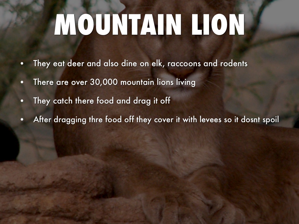 Moutain Lion 