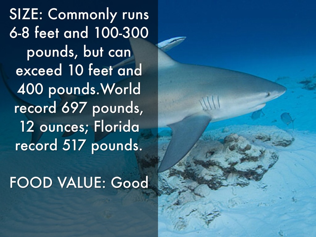 Bull Shark by Austin Cain