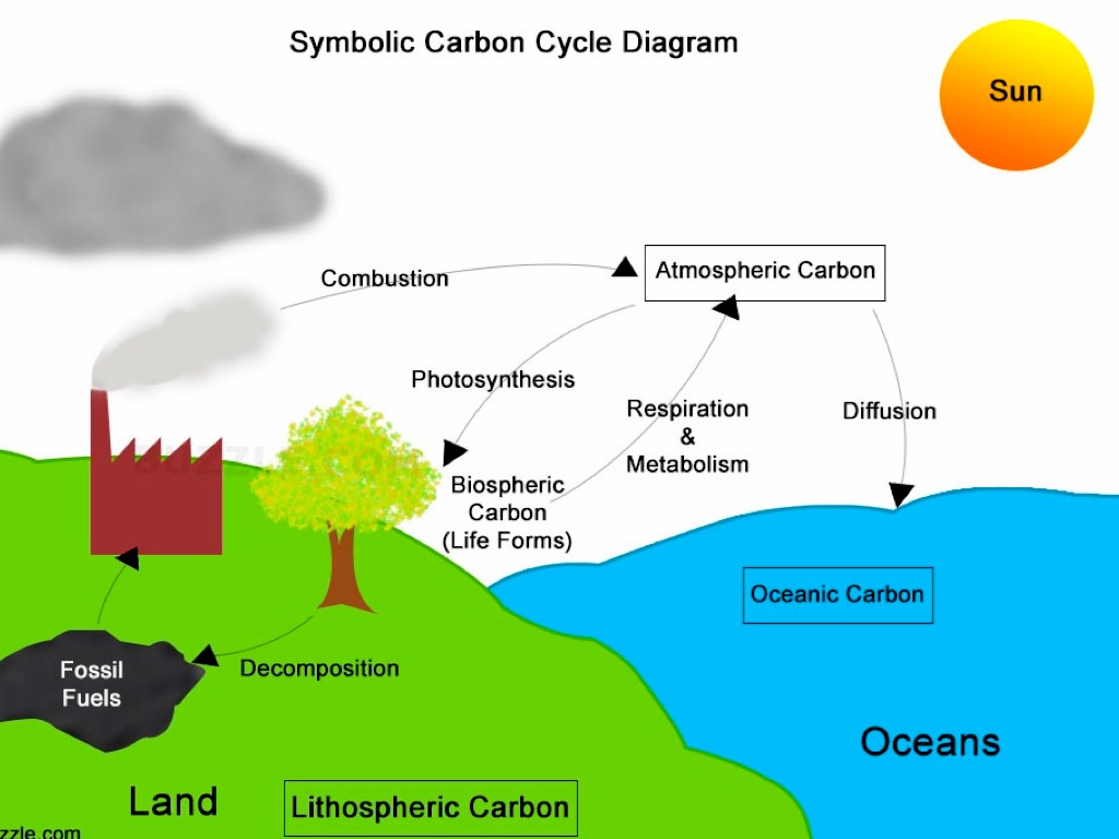 The Carbon Cycle By Jake And Ben by Jake Cashion