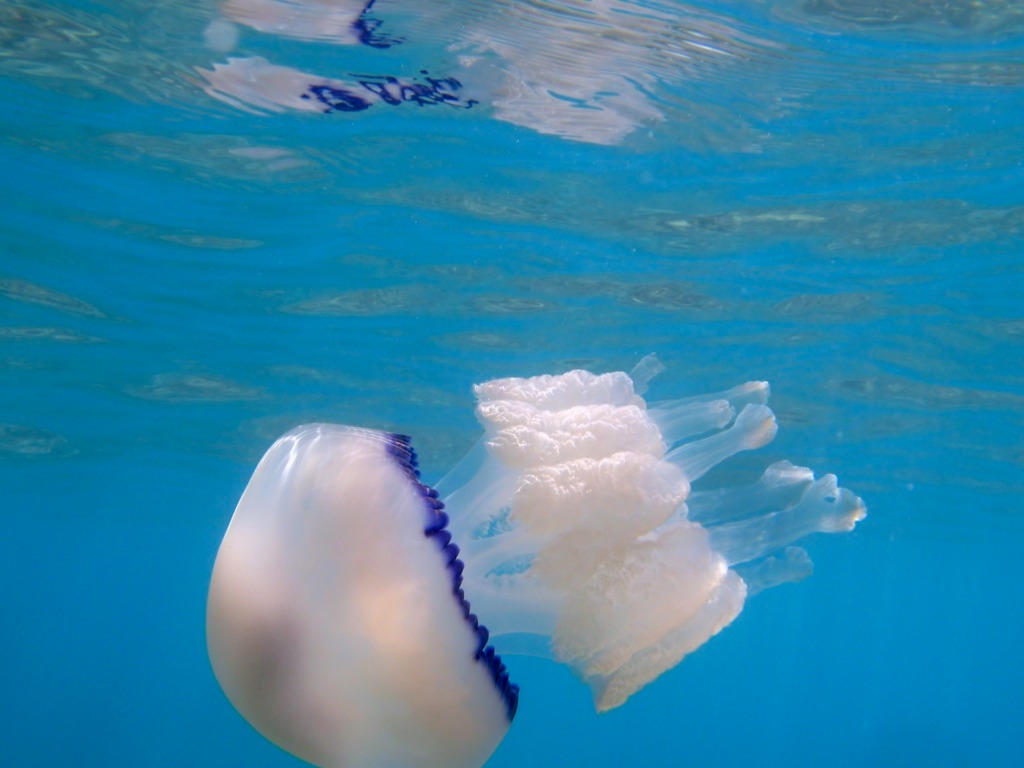 Jellyfish