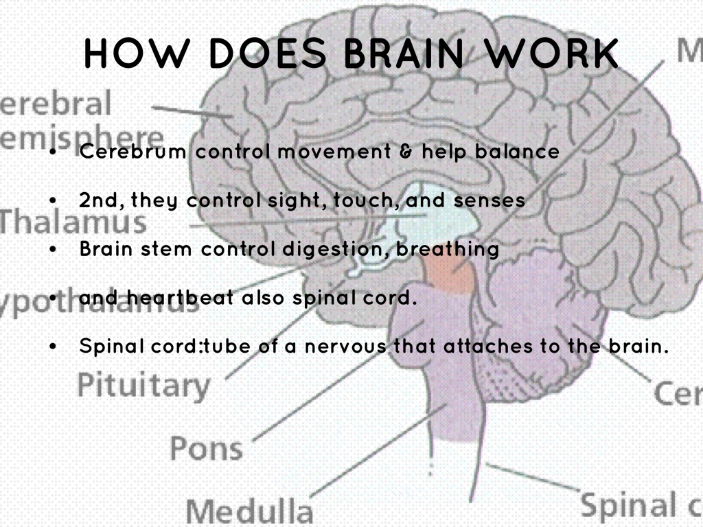 The Nervous System by Ms Dickie