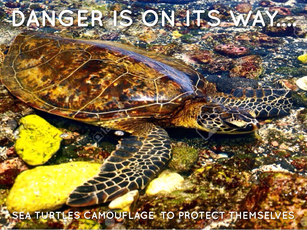 How Do Green Sea Turtles Protect Themselves Go Green Collections