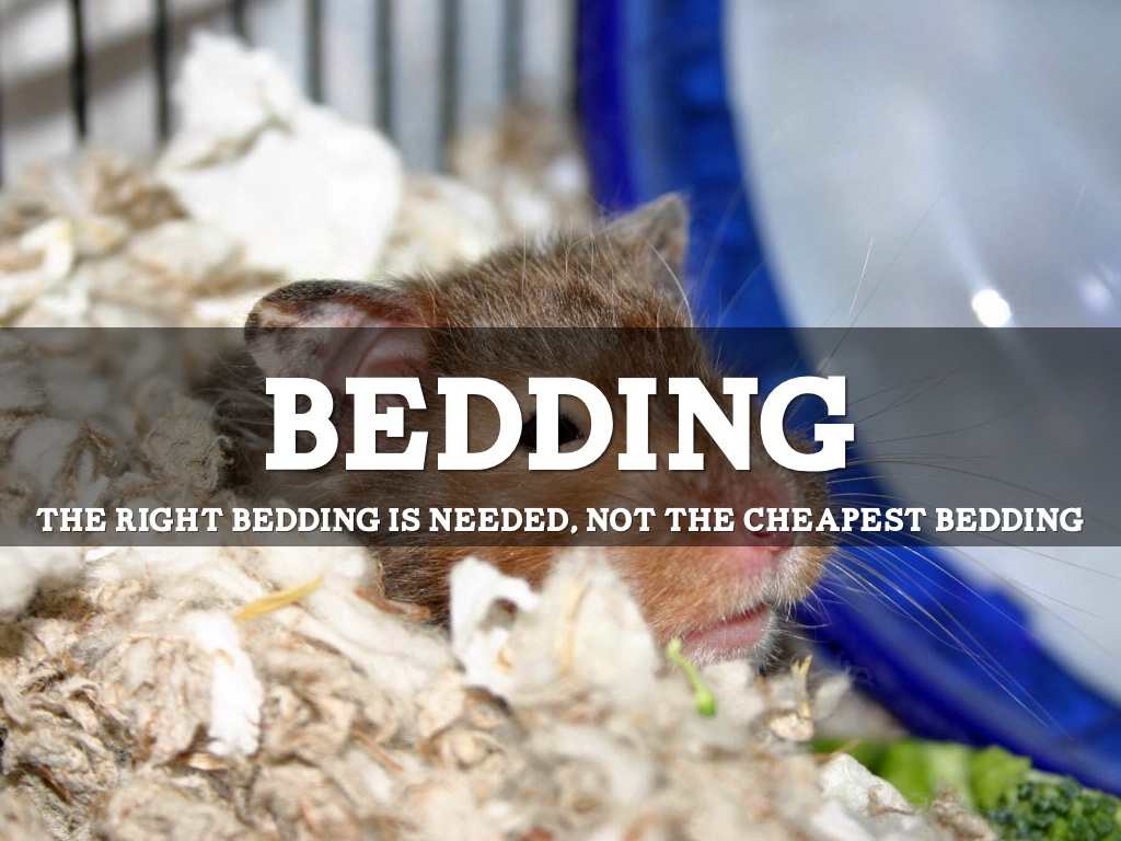 Why a Hamster is a Great Pet! by C Baut