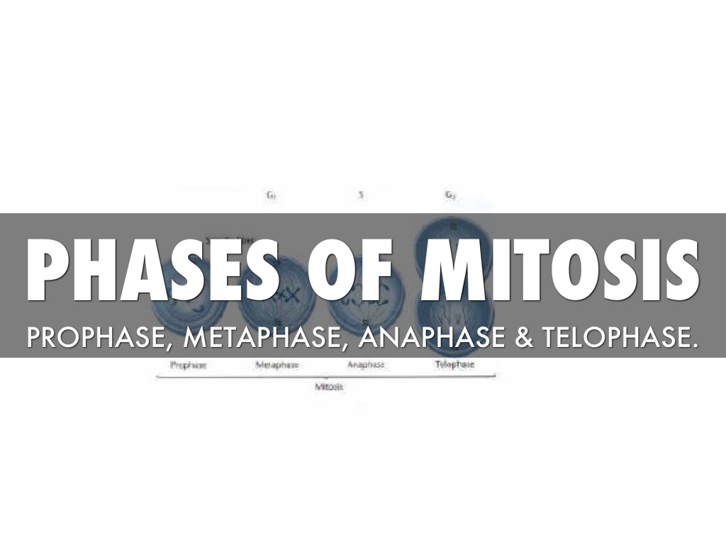 Mitosis