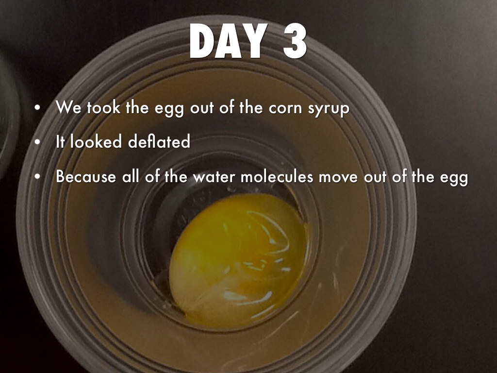 Egg Observation by Brooke Kalmey