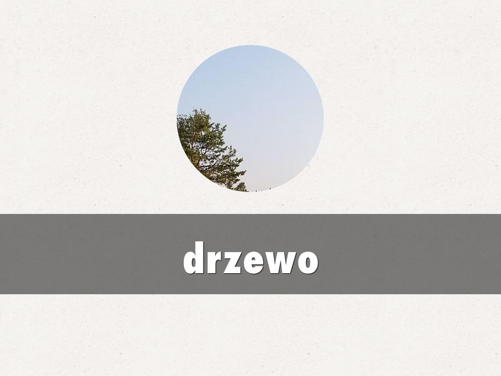drzewo