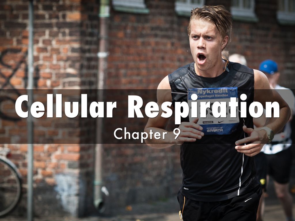 Cellular Respiration