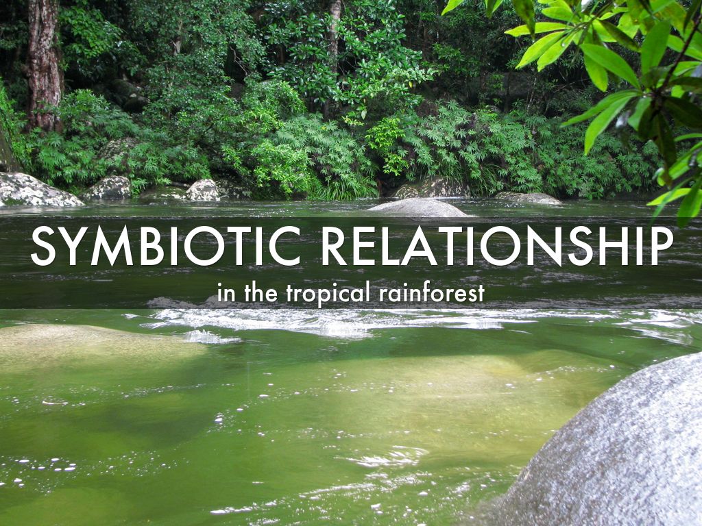 symbiotic relationships in tropical rainforest