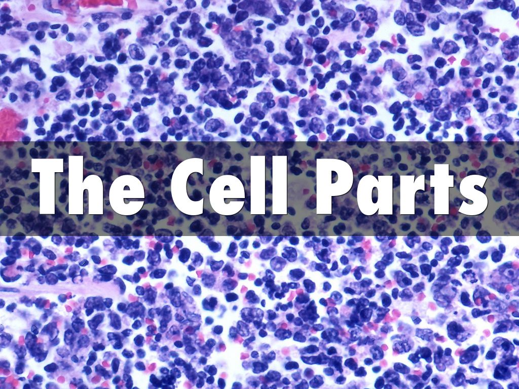 The Cell Parts