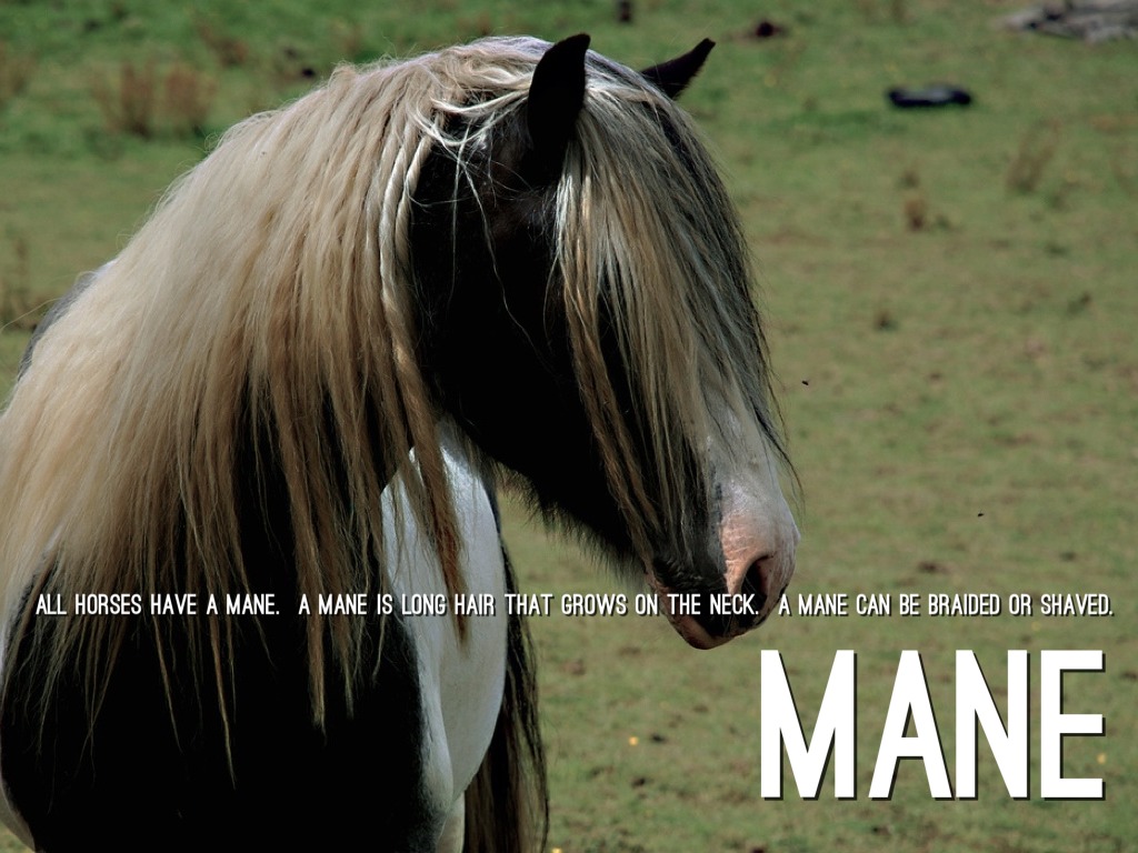 Horses By Jackie Leet