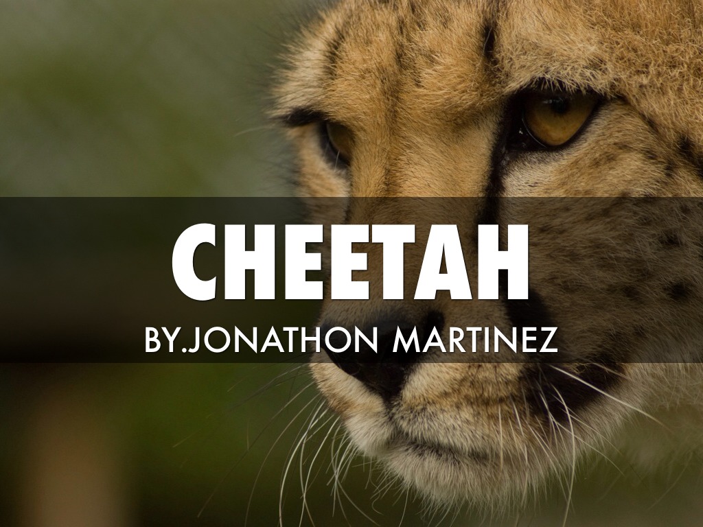 Cheetah