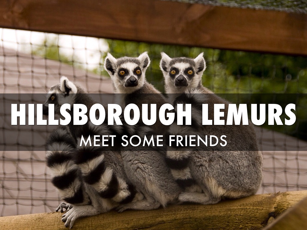 AIWCamp - Hillsborough Lemurs 