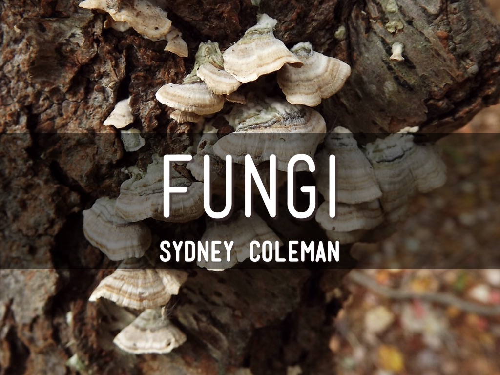 Fungi