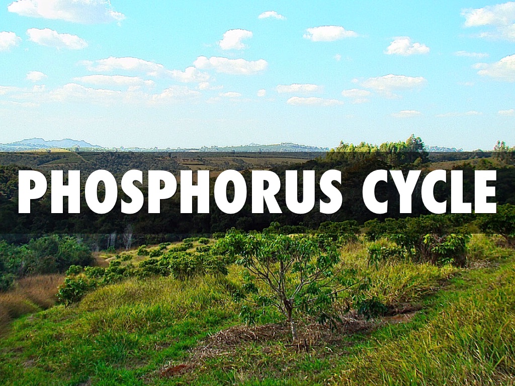 Phosphorus Cycle