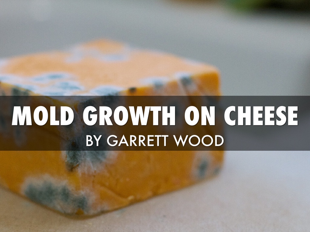 Mold growth on cheese by J Wood
