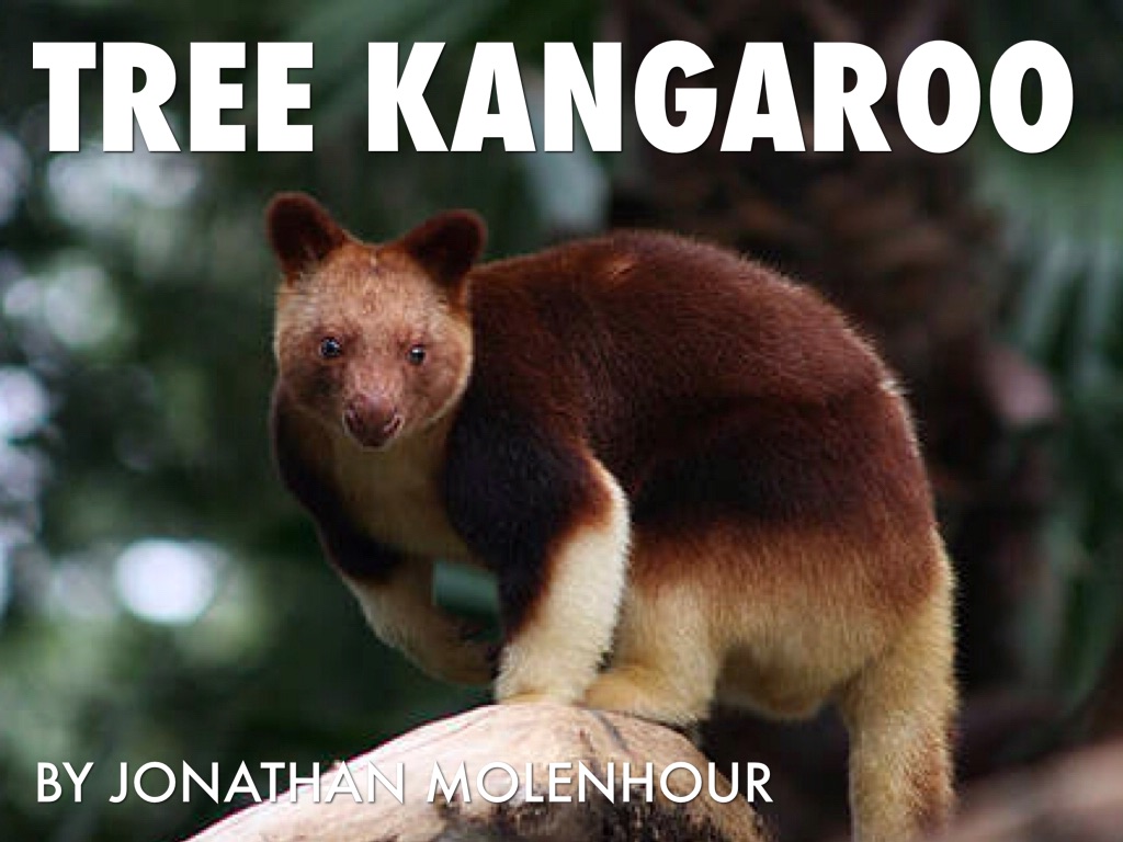 Tree Kangaroo By Jonathan Molenhour