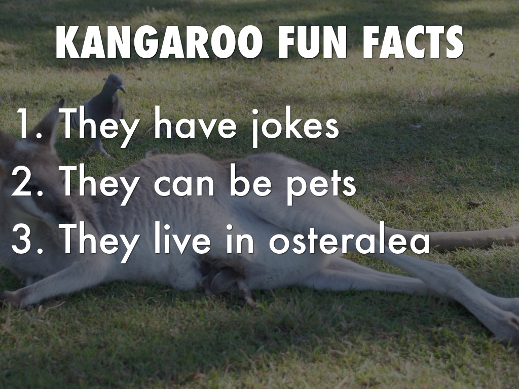 All About Kangaroos by Bayan by boexx044