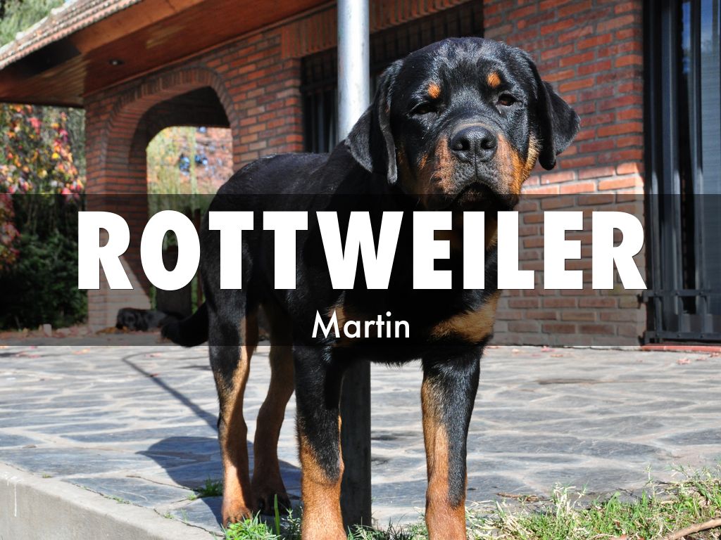 Rottweiler