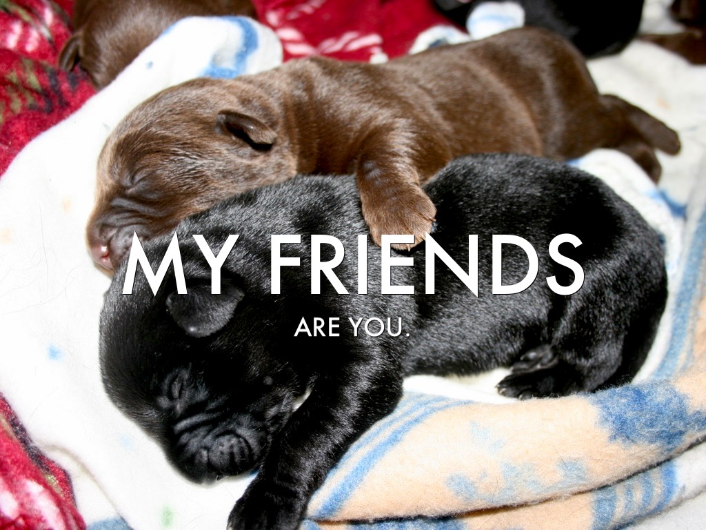 My Friends