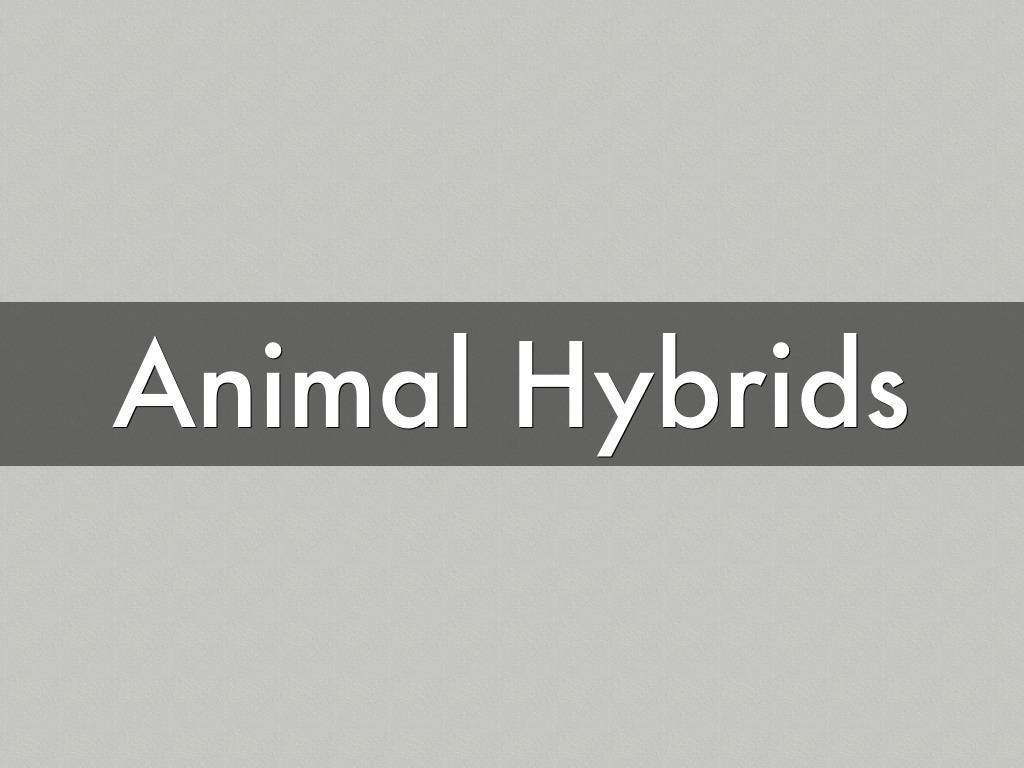 Animal Hybrids