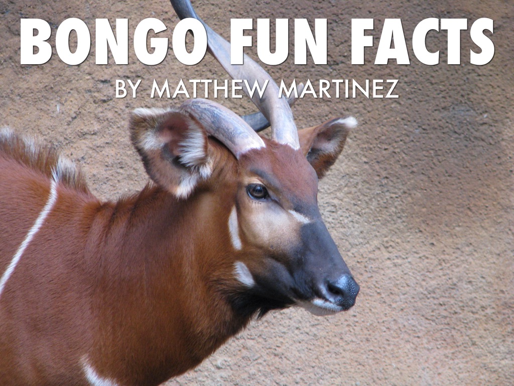 Bongos by Matthew Martinez