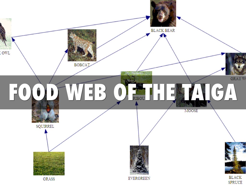 boreal forest animal food web