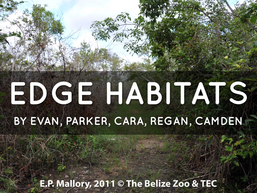 Group 4 Edge Habitats by Noah Fidler