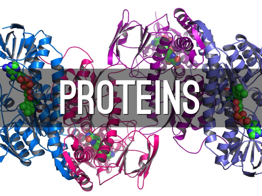Proteins
