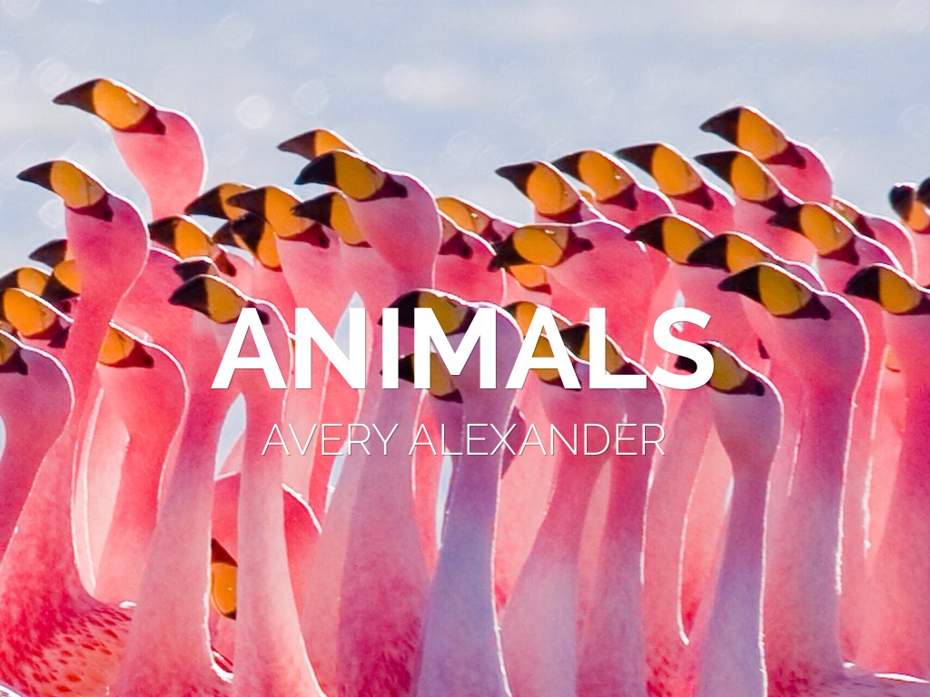 Animals