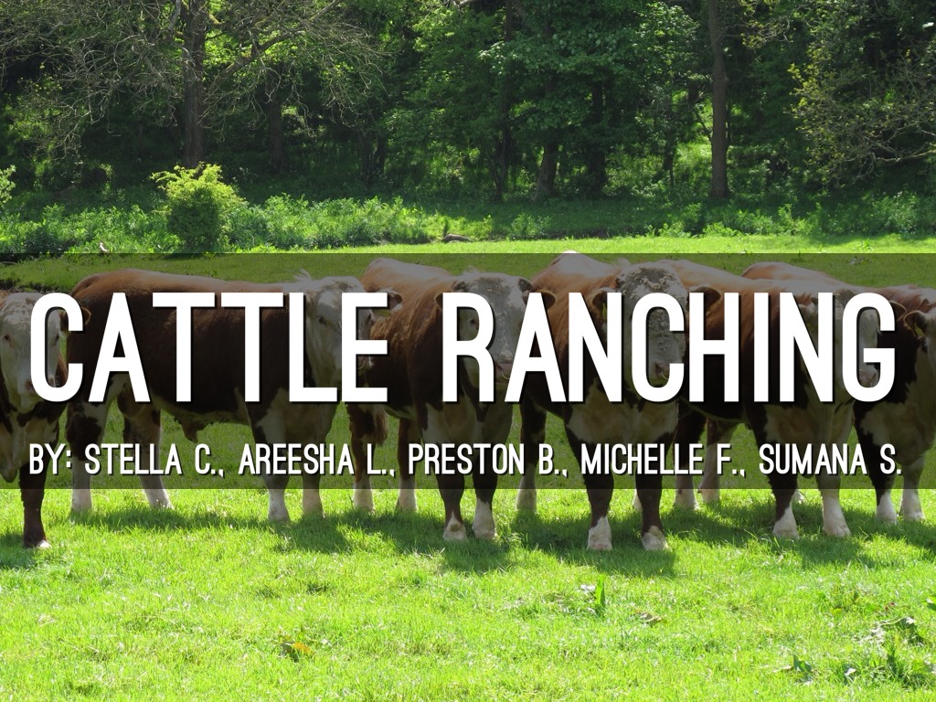 Cattle Ranching