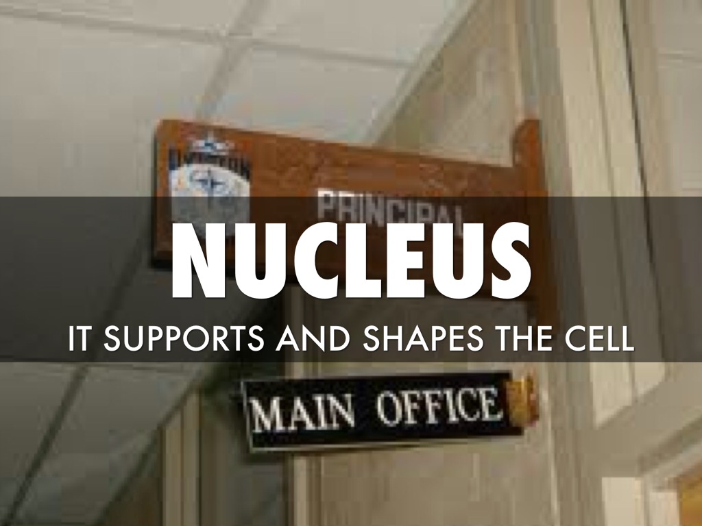 Stallone/Hu Period 5