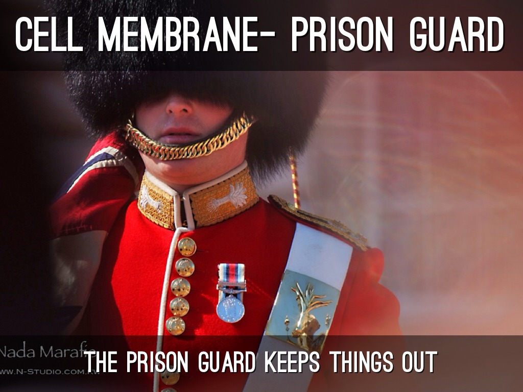 City Jobs- Science Cells