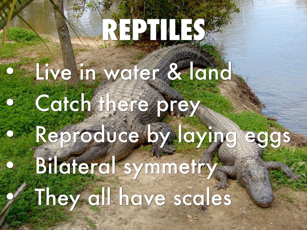 Invertebrates And Vertebrates by Chloe Lamb