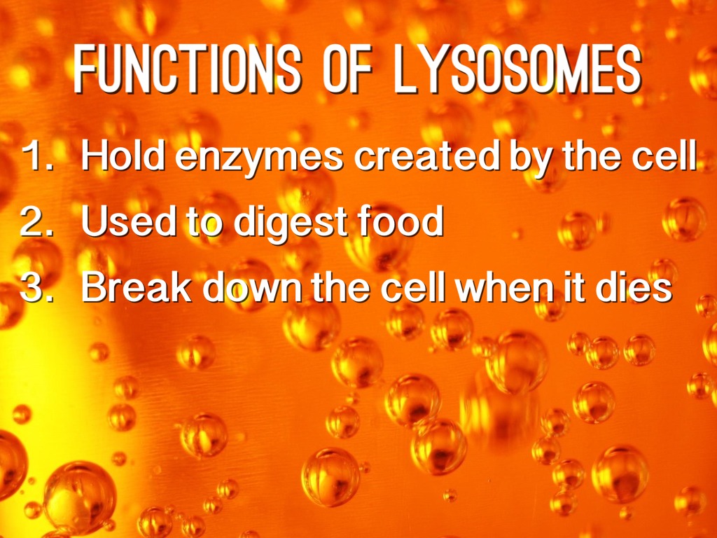 Lysosomes by Nicole Streaty