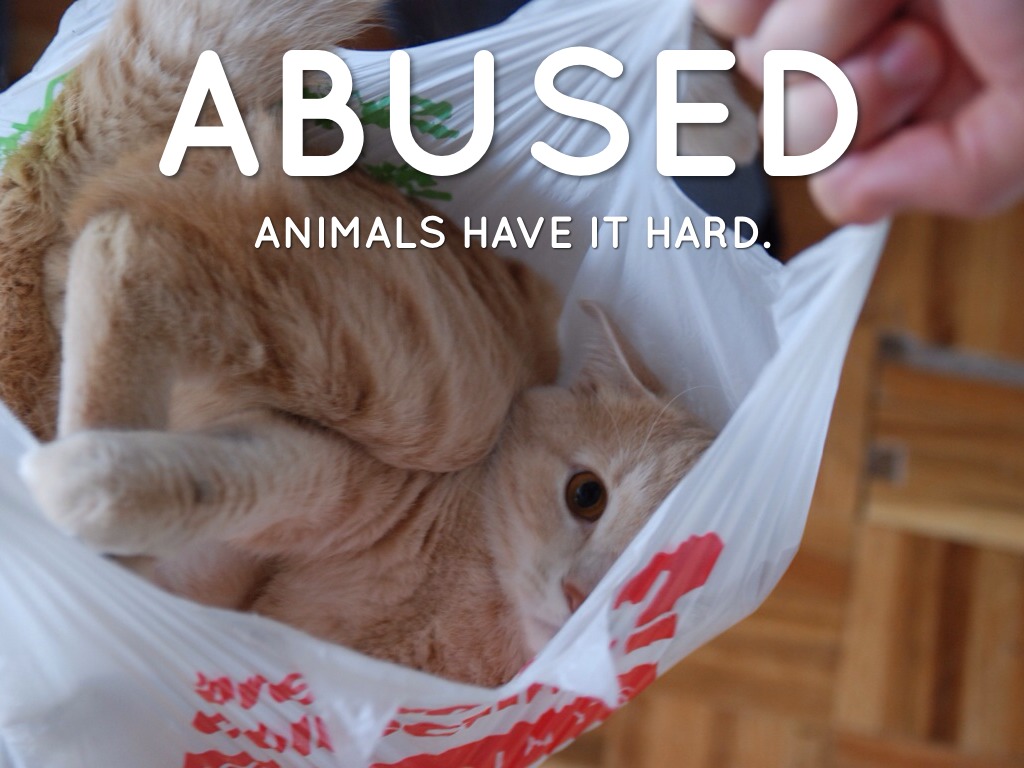 Animal Abuse