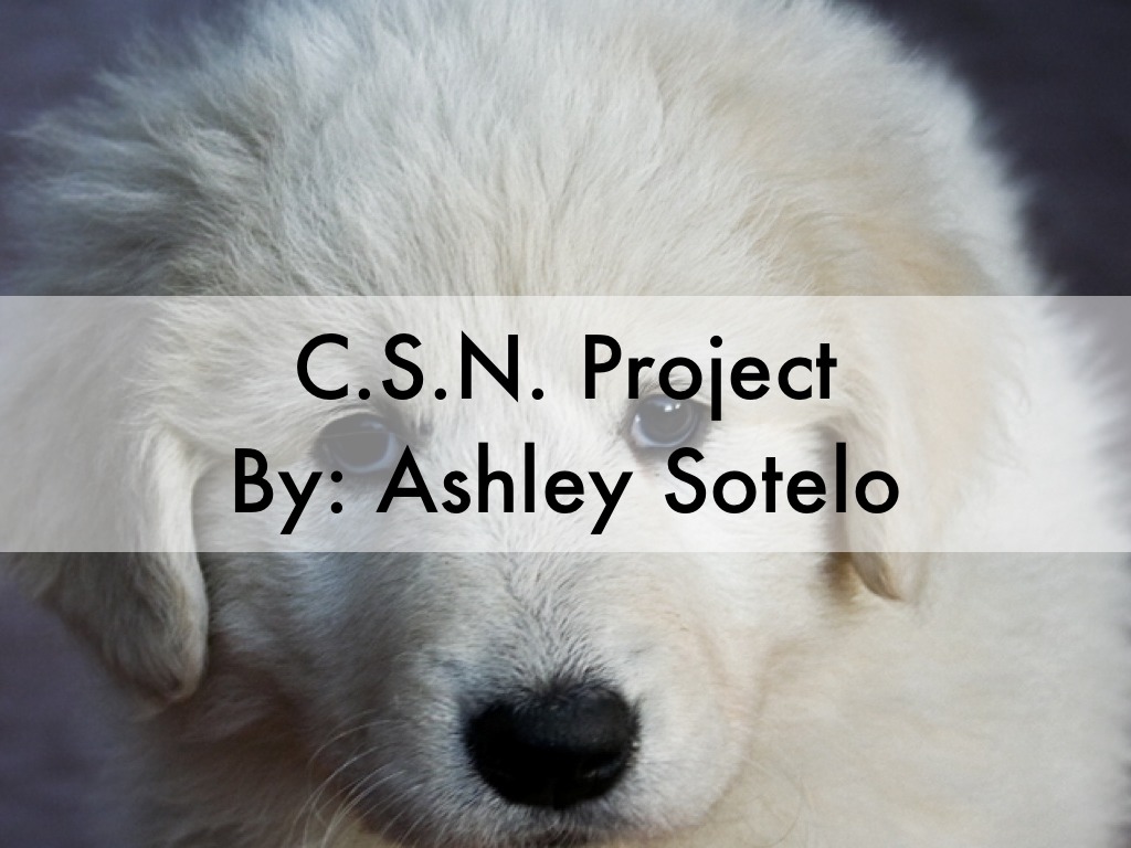 Do Dogs Understand Shame?