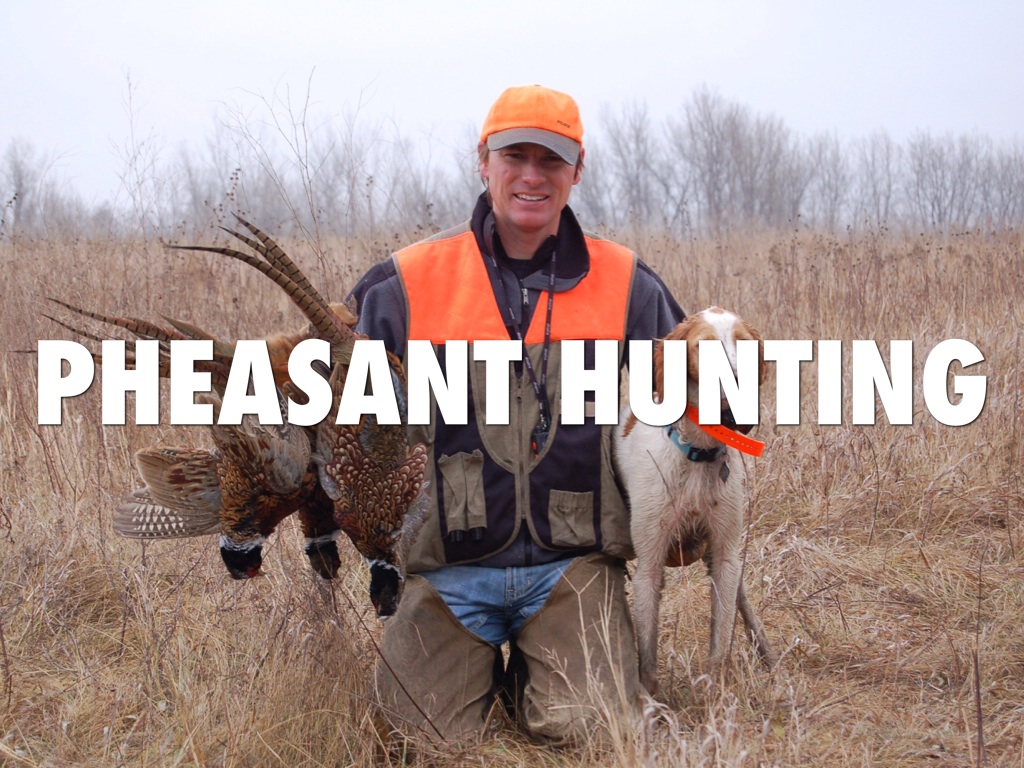 Pheasant Hunting