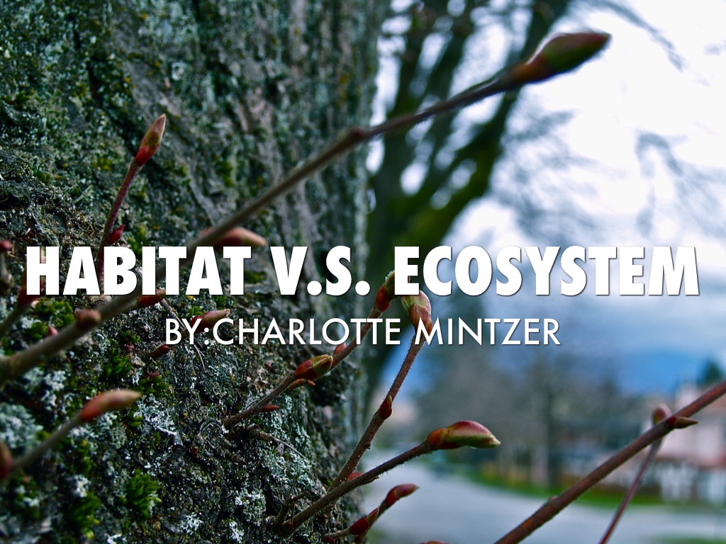 Habitat v.s. Ecosystem by Charlotte Mintzer