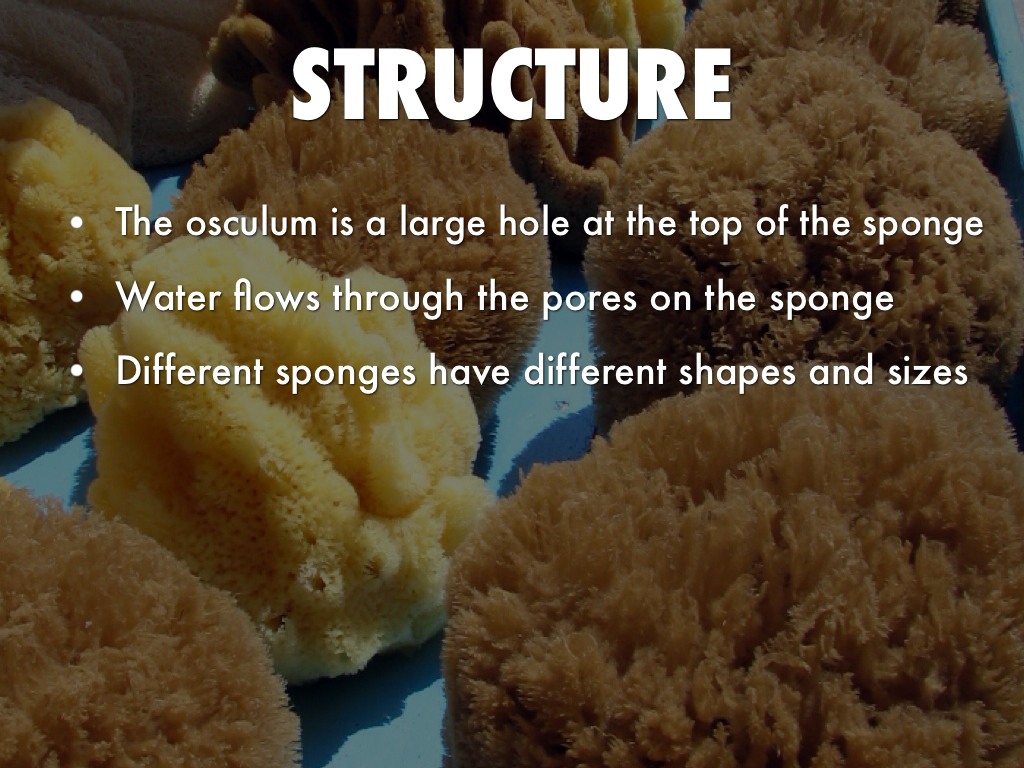 Sponges by lewis.chube