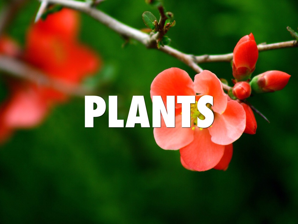 Plants