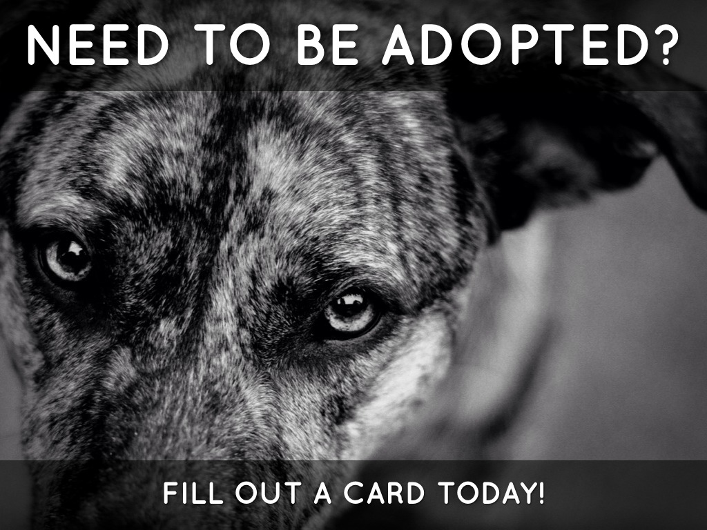 Do You Want To Be Adopted?