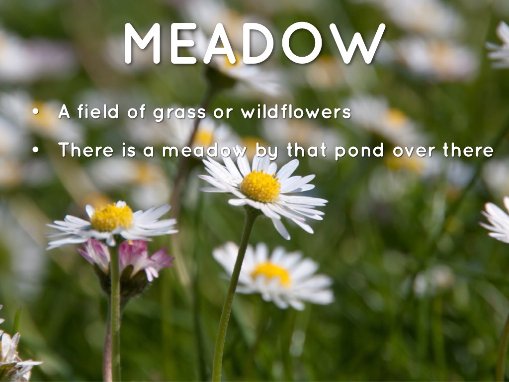 Vocab Words WW 14 by Annalynn Rakett