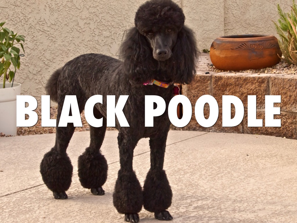 Poodles