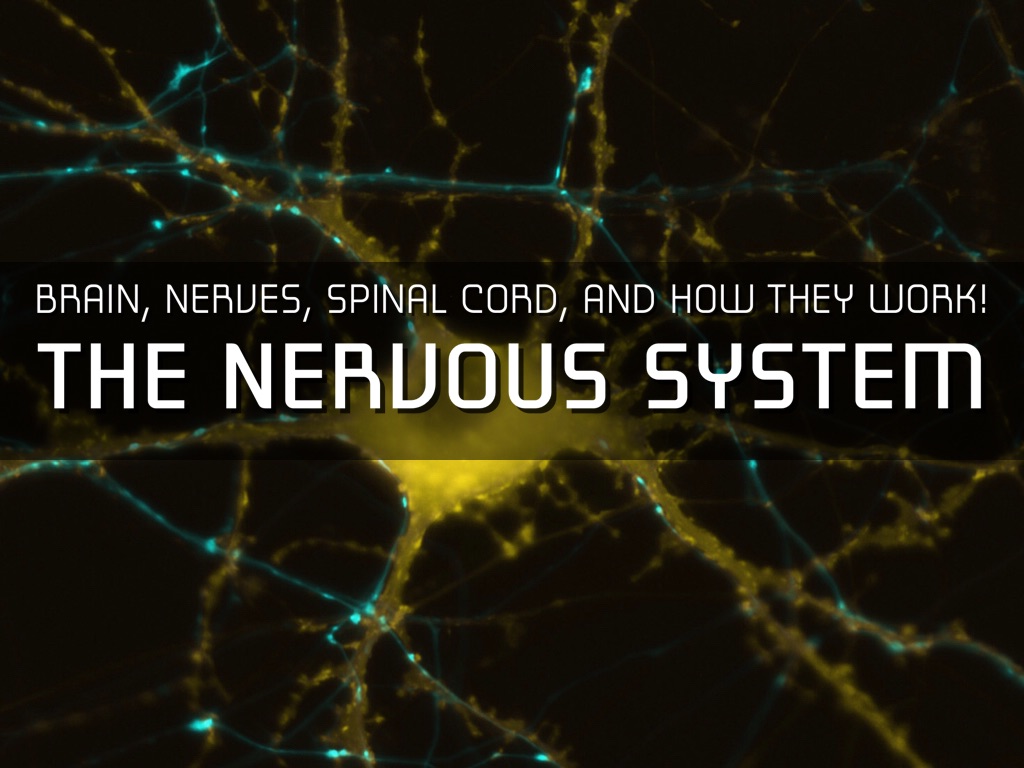 The Nervous System