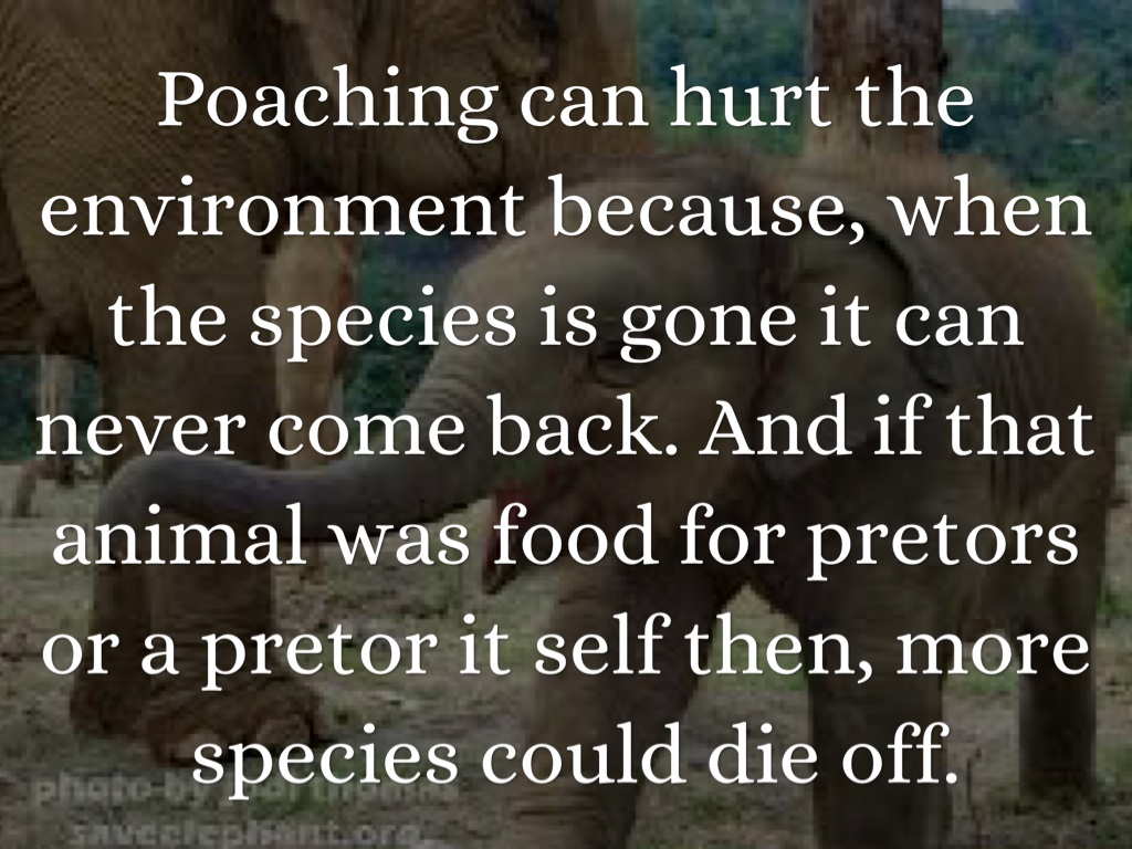 Poaching by Deidre Wandsnider